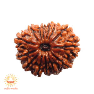 Buy 14 Lab Certified Mukhi Rudrakhsa | Order Now and Get 20% Off